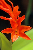 Orange cattleya orchid (Cattleya aurantiaca) flower. Cultivated, found in tropical rainforest from Mexico to Costa Rica, March
