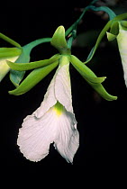 Marie&#39;s epidendrum orchid (Euchile mariae) flower. Cultivated, found in northwestern Mexico, August