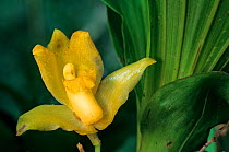 Orchid (Lycaste sp.), Lacandon Rainforest, Montes Azules Biosphere Reserve, southern Mexico, August