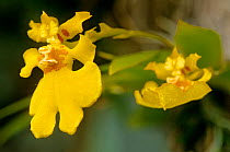 Orchid (Oncidium sp.), Lacandon Rainforest, Montes Azules Biosphere Reserve, southern Mexico, August