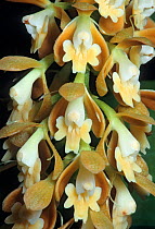 Many flowered epidendrum orchid (Epidendrum polyanthum) flower. Cultivated, found in cloud forest from Mexico to Venezuela, May