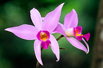 Two-edged laelia orchid (Laelia anceps) flower, El Cielo Biosphere Reserve, northeast Mexico, November