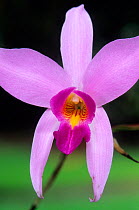 Two-edged laelia orchid (Laelia anceps) flower, El Cielo Biosphere Reserve, northeast Mexico, November