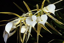 Lady of the night orchid (Brassavola nodosa) flower, Puerto Morelos, Yucatan Peninsula, Mexico, January