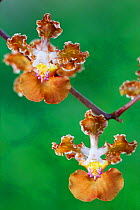 Dingy flowered lophiaris orchid (Lophiaris lurida) flower, Palenque National Park, Chiapas, southern Mexico, March. Medium repro only