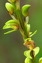 Superb govenia orchid (Govenia superba) flower, Milpa Alta forest, outskirts of Mexico City, Mexico, July