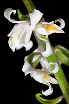 Calanthe-like Calanthe Orchid (Calanthe calanthoides) flower, Pic Macaya National Park, Massif de la Hotte, Haiti, October