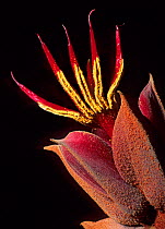 Devil&#39;s Hand Tree (Chiranthodendron pentadactylon) flower, Filo de Caballos, Sierra Madre del Sur, southern Mexico, March