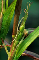 Diploperennial Teosinte (Zea diploperennis) cob, ancestral Corn species, cultivated native to Manantlan Sierra, western Mexico, June