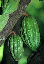 Cacao (Theobroma cacao) fruit, Oaxaca, southern Mexico, December