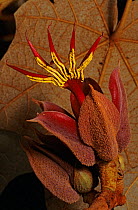 Devil&#39;s hand Tree (Chiranthodendron pentadactylon) flower, Filo de Caballos, Sierra Madre del Sur, southern Mexico, March
