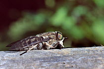 Large marsh horsefly (Tabanus autumnalis) resting on a fence, Dorset, UK, July.