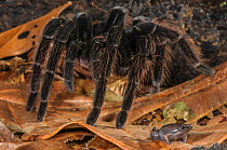 Peruvian Tarantula (Pamphobeteus sp.) and Humming Frog (Chiasmocleis royi) together, Los Amigos Biological Station, Madre de Dios, Amazonia, Peru. These species have a commensal relationship. The tara...