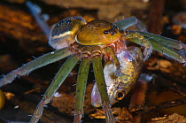 Fishing spider (Thaumasia sp.) adult female eating a tadpole, Los Amigos Biological Station, Madre de Dios, Amazonia, Peru.