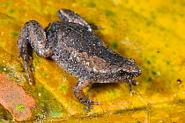 Humming Frog (Chiasmocleis royi), adult female on a leaf, Los Amigos Biological Station, Madre de Dios, Amazonia, Peru. non-ex