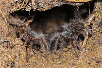 Peruvian Tarantula (Pamphobeteus sp.) young emerging from their communal burrow at night, Los Amigos Biological Station, Madre de Dios, Amazonia, Peru.