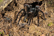 Peruvian Tarantula (Pamphobeteus sp.) adult and young emerging from their communal burrow at night, Los Amigos Biological Station, Madre de Dios, Amazonia, Peru.