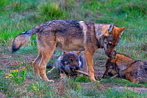 Wild wolf (Canis lupus), young wolves play-fighing in meadow, Saxony-Anhalt, Germany, August.