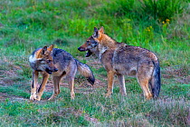 Wild wolf (Canis lupus) young play-fighing in meadow, Saxony-Anhalt, Germany, August.