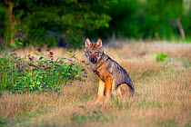 Wolf (Canis lupus), sitting, Saxony-Anhalt, Germany