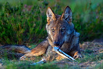 Wolf (Canis lupus) chewing on bone, Saxony-Anhalt, Germany