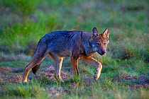Wolf (Canis lupus), in meadow, Saxony-Anhalt, Germany