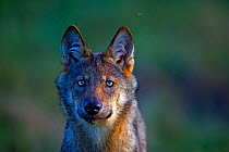 Wolf (Canis lupus), in meadow, Saxony-Anhalt, Germany