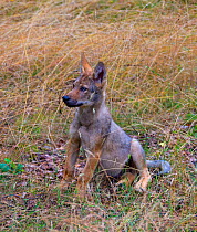 Wolf (Canis lupus), cub, Saxony-Anhalt, Germany. July.