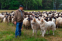 Farmer with sheep dogs which guard the herd from wolves. Saxony, Germany, June 2015.