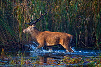 Red deer (Cervus elaphus) stag, Saxony, Germany. September.