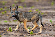 Wolf (Canis lupus), cub, Saxony-Anhalt, Germany, July.