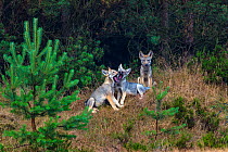 Wolf (Canis lupus), cubs playing at edge of woodland, Saxony-Anhalt, Germany, July.