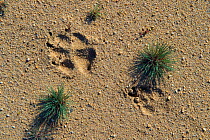 Wolf (Canis lupus) footprints, Saxony, Germany, August.