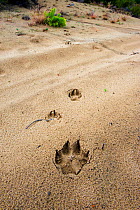Wolf (Canis lupus) footprints, Saxony, Germany, July.