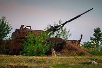 Wolf (Canis lupus), sitting in front of wrecked tank, military training area, Saxony-Anhalt, Germany