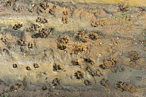 Wolf (Canis lupus) footprints, Saxony-Anhalt, Germany, August.