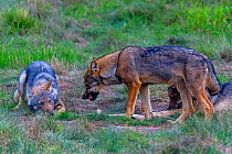 Wolf (Canis lupus), young wolves play fighting in meadow, Saxony-Anhalt, Germany.
