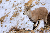Blue Sheep or Bharal (Pseudois nayaur) male eating grass in the snow, Spiti valley, Cold Desert Biosphere Reserve, Himalaya mountains, Himachal Pradesh, India, February