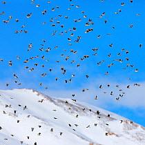 Flock of Black-winged Snowfinch (Montifringilla adamsi) in flight, Spiti valley, Cold Desert Biosphere Reserve, Himalaya mountains, Himachal Pradesh, India, February