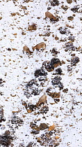 Himalayan ibex (Capra sibirica) females and young in Spiti valley, Cold Desert Biosphere Reserve, Himalaya mountains, Himachal Pradesh, India, February