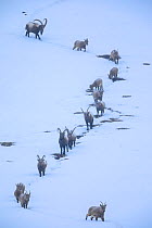Himalayan ibex (Capra sibirica) during a snowfall, coming down the mountain at dusk to sleep at lower altitude, around Kibber village, Spiti valley, Cold Desert Biosphere Reserve, Himalaya mountains,...