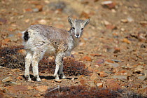 Blue Sheep or Bharal (Pseudois nayaur) calf at 4,450 m in Spiti valley, Cold Desert Biosphere Reserve, Himalaya mountains, Himachal Pradesh, India, February