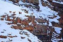 Himalayan ibex (Capra sibirica) on the snow in a canyon cliff ledge, Spiti valley, Cold Desert Biosphere Reserve, Himalaya mountains, Himachal Pradesh, India, February