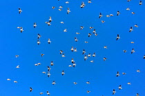 Flock of Black-winged snowfinch (Montifringilla adamsi) in flight, Spiti valley, Cold Desert Biosphere Reserve, Himalaya mountains, Himachal Pradesh, India, February