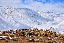 Sheep (Ovis aries) and Goat (Capra hircus) herd grazing over Kibber village in Spiti valley, Cold Desert Biosphere Reserve, Himalaya mountains, Himachal Pradesh, India, February