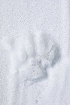 Footprint of Snow leopard (Panthera uncia) in snow, Spiti valley, Cold Desert Biosphere Reserve, Himalaya mountains, Himachal Pradesh, India, February