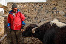 Kibber villager with a domestic Yak (Bos grunniens), Spiti valley, Cold Desert Biosphere Reserve, Himalaya mountains, Himachal Pradesh, India, February 2017.