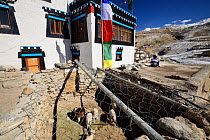 Sheep pen covered in wire to protect livestock from Snow leopard (Pantehera uncia) attack in the village of Kibber in Spiti valley, Cold Desert Biosphere Reserve, Himalaya mountains, Himachal Pradesh,...