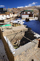 Sheep pen covered in wire to protect livestock from Snow leopard (Pantehera uncia) attack in the village of Kibber in Spiti valley, Cold Desert Biosphere Reserve, Himalaya mountains, Himachal Pradesh, India