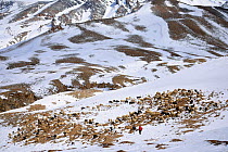 Shepherd with a herd of Sheep (Ovis aries) on the slopes over Kibber village, Spiti valley, Cold Desert Biosphere Reserve, Himalaya mountains, Himachal Pradesh, India, February